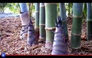 piante  natura  bosco  bambù  oriente