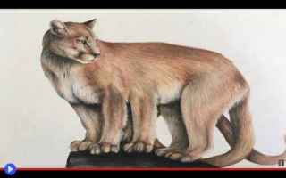 Storia: criptidi  creature  felini  mostri  mito