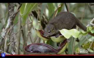 La strana pianta trasformata dall’evoluzione in vespasiano dei toporagni