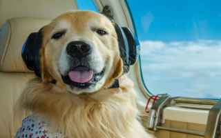 cane in aereo  cani  animali