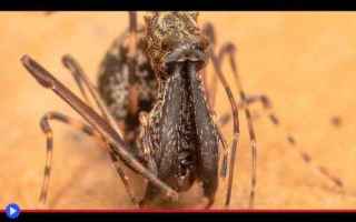 Animali: animali  ragni  predatori  pellicani