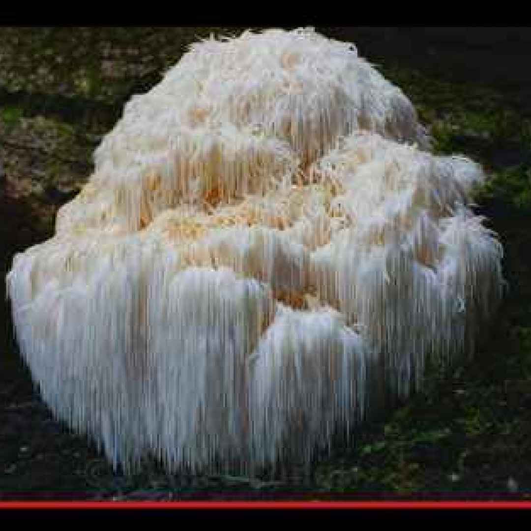 funghi  foresta  giappone  oriente