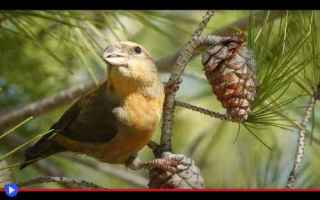 Animali: animali  uccelli  creature  biologia