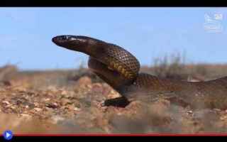 Animali: animali  serpenti  creature  veleno