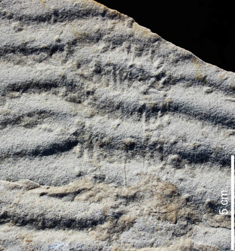 Stiallia – la presunta traccia di alimentazione di un artropode.