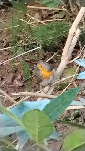 Uccellino alla ricerca di cibo