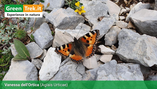 La Vanessa dell'Ortica fotografata sui Monti Lepini. 
La sua livrea (arancione, nera, bianca con lunette azzurre) serve a spaventare i predatori.