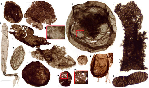 Fossili di organismi eucariotici unicellulari con caratteristiche superficiali complesse come estensioni e placche.