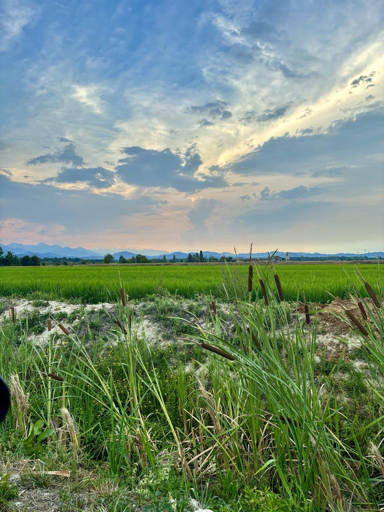A scenic view of lush green rice fields under a partly cloudy sky, with mountains visible in the background. Tall grasses and reeds are in the foreground, creating a tranquil rural atmosphere.