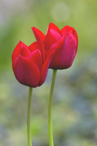 Due tulipani (gli amanti).