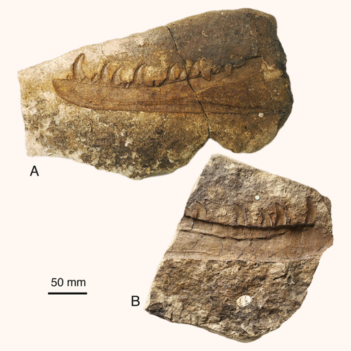 I due blocchi separati contenenti l'impronta della mascella di Newtonsaurus cambrensis.