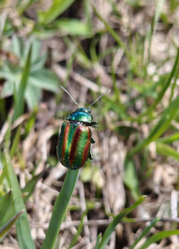 Questa immagine mostra un primo piano di un coleottero dai colori spettacolari, identificabile come una Chrysolina fastuosa (nota anche come coleottero delle foglie dell'ortica morta).Ecco i dettagli principali della foto:L'insetto: Il coleottero presenta un'esoscheletro metallico e iridescente, con strisce longitudinali verdi e rosso-bronzo che brillano alla luce. È posizionato verticalmente su uno stelo d'erba sottile.Caratteristiche fisiche: Si distinguono chiaramente le lunghe antenne scure e le zampe articolate che fanno presa sulla pianta. Questi insetti appartengono alla famiglia dei Chrysomelidae (crisomelidi).Ambiente: Lo sfondo è composto da erba e vegetazione sfocata, che mette in risalto i colori vivaci del soggetto.