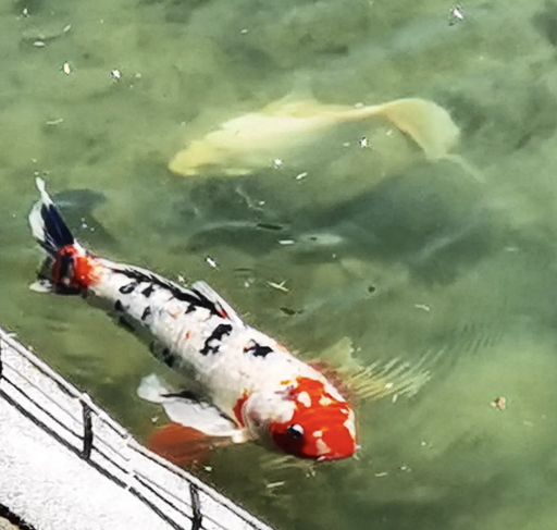 Koi und Teichfische