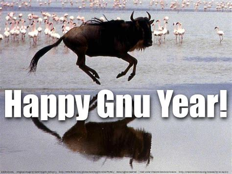 na fotografia mostra un gnu marrone scuro in corsa su acqua poco profonda, con numerosi fringuelli bianchi e rosa sullo sfondo. Il testo “Felice Anno del Gnu!” è scritto in grandi lettere bianche sovrapposte sull'immagine. Il riflesso del gnu è visibile nell'acqua sottostante. Molti fringuelli sono sparsi nell'acqua e sulla riva dietro il gnu.