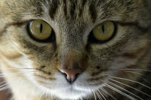 Ipa, la micia bisbetica ❤️ primo piano.