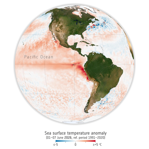 Le misurazioni satellitari stanno mostrando un forte aumento delle temperature della superficie marina in tutto il Pacifico tropicale negli ultimi mesi: il segnale precoce più evidente che El Niño è tornato.

Questo potente schema climatico, insieme alla sua controparte La Niña, può intensificare i fenomeni meteorologici in tutto il mondo, amplificando eventi estremi come ondate di calore e siccità, piogge torrenziali, alluvioni e alterazioni delle traiettorie delle tempeste invernali, il tutto aggiungendosi agli effetti del riscaldamento climatico già in corso e causato dalle attività umane.

Il sistema accoppiato oceano-atmosfera di El Niño e La Niña, noto complessivamente come El Niño–Southern Oscillation (Oscillazione Meridionale di El Niño), è uno dei principali fattori responsabili delle variazioni significative della temperatura e delle precipitazioni a livello globale.

El Niño si manifesta ogni pochi anni quando gli alisei si indeboliscono, consentendo alle calde acque superficiali del Pacifico occidentale di spostarsi verso est.

Questo cambiamento della temperatura oceanica modifica i regimi dei venti e la circolazione atmosferica, innescando una cascata di effetti che può influenzare il tempo meteorologico in molte regioni del pianeta.

Un episodio di El Niño inizia spesso in modo graduale, con acque superficiali insolitamente calde che si sviluppano nel Pacifico tropicale: condizioni che si stanno osservando proprio in questo momento.