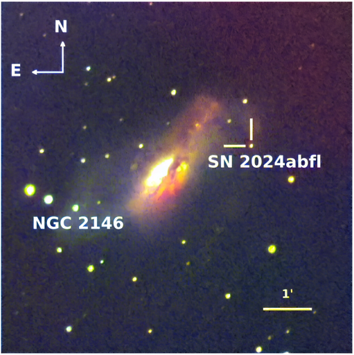 SN 2024abfl e la sua galassia ospite NGC 2146. Mostrata un’immagine composita RGB assemblata dalle esposizioni in banda g, r e i del telescopio Xinglong da 35 cm, a t = 4,4 giorni dall’esplosione.