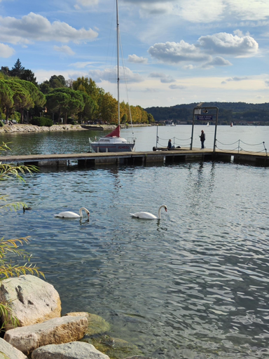 due cigni al Lago di Viverone BI