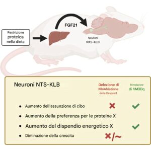 ormoni epatici regolano l’appetito e il metabolismo 