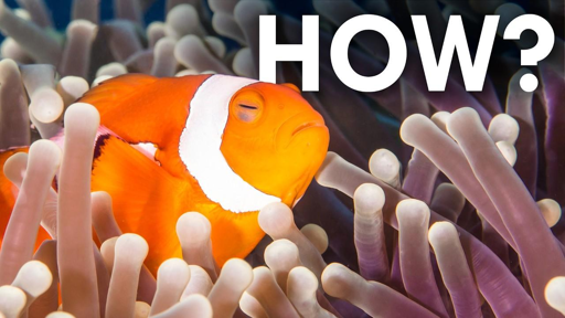 Un pesce pagliaccio dorme in un anemone di mare