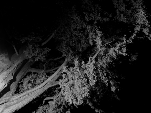 L’immagine mostra un albero ripreso di notte, con rami e fogliame illuminati da una luce radente che crea forti contrasti in bianco e nero. I tronchi si piegano diagonalmente verso sinistra, mentre le fronde riempiono gran parte della scena, lasciando il resto immerso nell’oscurità.