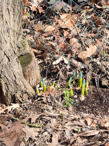 germogli di narcisi selvatici lungo la scarpata