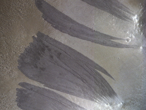 Le striature scure sui pendii sono fenomeni relativamente comuni sulle pendici ripide ricoperte di polvere di Marte. Quando vengono osservate con il Sole alto nel cielo, appaiono semplicemente come macchie scure, senza alcun rilievo topografico evidente.

Tuttavia, quando vengono riprese con il Sole basso sull’orizzonte (e ad alta risoluzione), è possibile distinguere chiaramente la loro firma topografica. Il materiale superficiale è stato rimosso dalle zone superiori dei pendii e depositato in lobi più in basso, come ci si aspetterebbe da una frana (nota anche come “movimento di massa”).