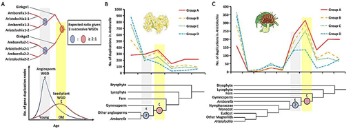 Frequenza di duplicazione genica confrontata tra l’angiosperma ancestrale (ε) e la pianta a seme ancestrale (ζ) in gruppi di ortologhi con diversa sensibilità al dosaggio (Gruppi A–D).