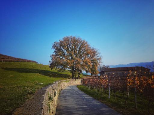 Un sentiero si snoda tra vigneti e prati verdi, con un grande albero sullo sfondo e un cielo limpido.