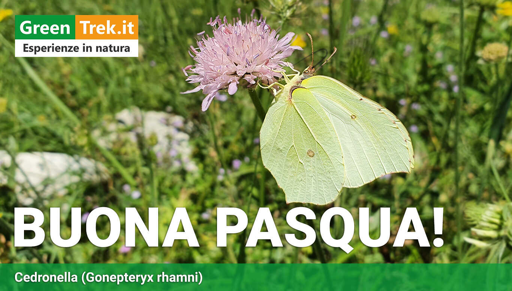 La farfalla Cedronella con la sua livrea pallida giallo/verde, posata su un fiore in mezzo ad un campo.