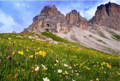 Prato fiorito con sullo sfondo le Dolomiti