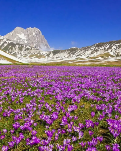 Campo imperatore cosparso di crochi dal caratteristico colore violaceo e sullo sfondo il Corno Grande del gran Sasso