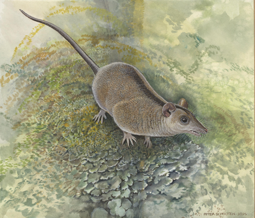 Nel loro insieme, questi fossili sono così distintivi che i ricercatori propongono l'istituzione di un nuovo ordine di marsupiali: Keeunamorphia. Gli animali, che pesavano tra 25 e 200 grammi, vivevano nelle lussureggianti foreste pluviali dell'Australia settentrionale circa 18 milioni di anni fa. Tuttavia, le loro radici evolutive sembrano risalire a un passato molto più remoto.

«Non si tratta soltanto di un nuovo ordine, ma potrebbe rappresentare anche uno dei lignaggi più antichi dei marsupiali australiani», afferma il paleontologo della UNSW, il dottor Tim Churchill, autore principale dello studio.