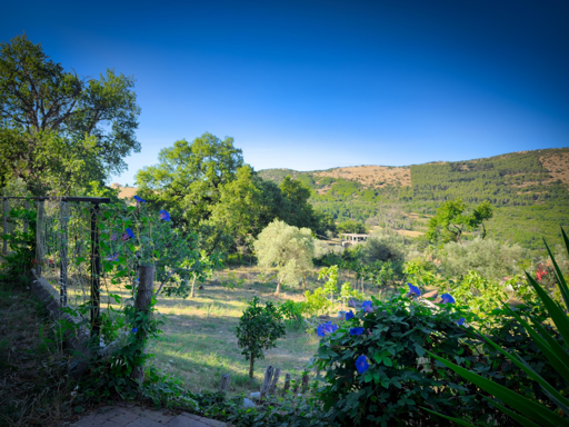 Paesaggio rurale con alberi verdi, colline sullo sfondo e cielo azzurro.