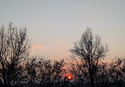 L'immagine mostra un tramonto tra alberi spogli. 
Il cielo presenta una sfumatura di colori che vanno dal blu chiaro nella parte superiore a tonalità più calde di rosa e arancione vicino all'orizzonte, dove si trova il sole.
Il sole, di un rosso intenso e luminoso, è parzialmente nascosto dalla fitta vegetazione, apparendo come un punto luminoso che sta calando.
Fusti e rami spogli di vari alberi creano una silhouette scura e intricata in primo piano e a metà campo, stagliandosi nettamente contro i colori più chiari del cielo.