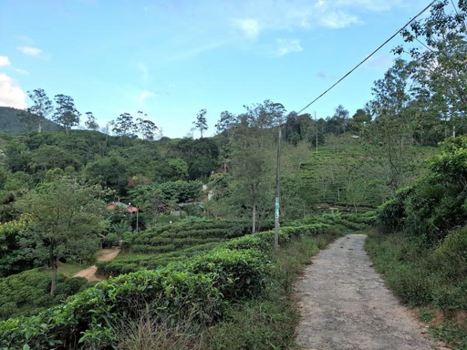 Tra le piantagioni di tè a Ella, Sri Lanka.