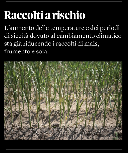Screenshot del titolo di un articolo che riporta il calo di produzione di mais, soia e frumento a causa del cambiamento climatico.