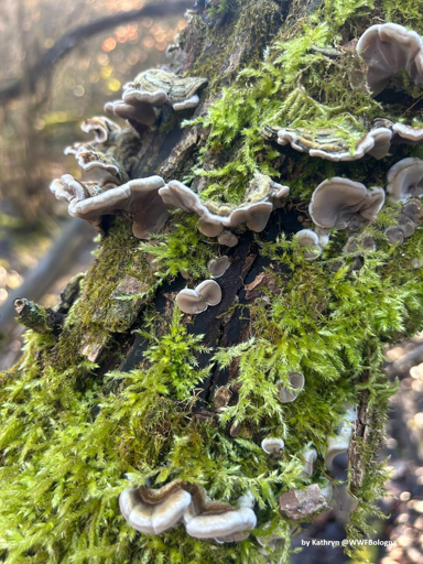lichen at Parco Belpoggio