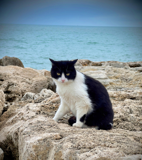 Gatto nero e bianco seduto sui sassi vicino al mare con onde calme e cielo sullo sfondo.