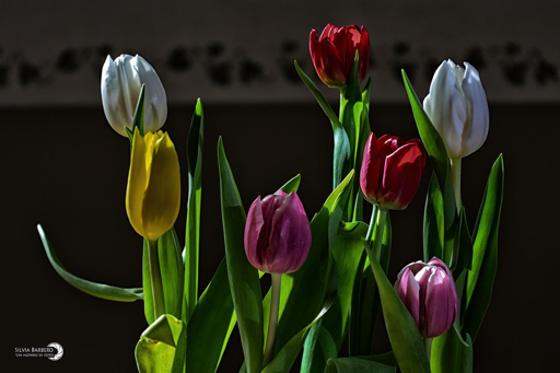 Vaso di fiori colorati