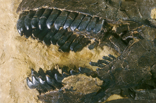 I denti fossilizzati di Camarasaurus dalla Formazione Morrison negli Stati Uniti.
