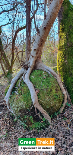 Albero che avvolge completamente un grande pietra con le sue radici