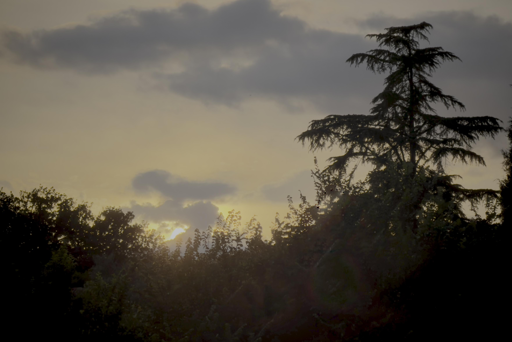 Cielo al tramonto con nuvole, con albero alto e cespugli scuri in primo piano.