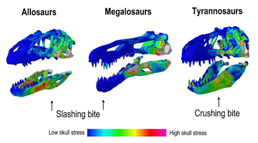 Illustrazioni di morsi di dinosauro.