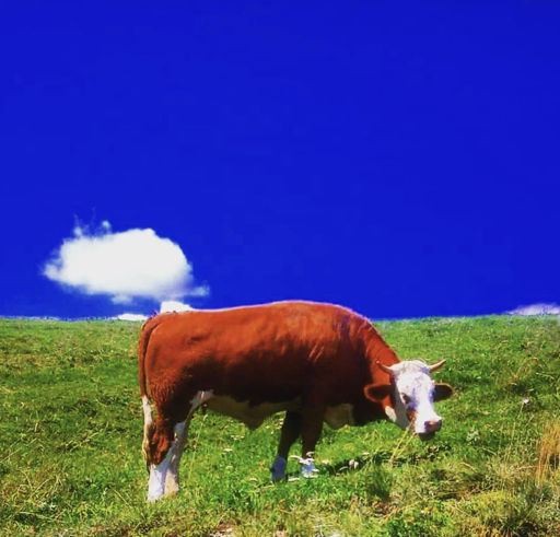 Vacca esotica, foto con colori intensi: blu, verde, bianco e marrone rossiccio 
