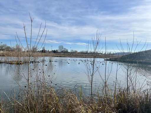 A serene landscape featuring a calm pond surrounded by bare trees and grasses, with a clear blue sky and several ducks visible on the water's surface.