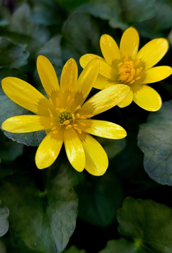 squillo di Primavera