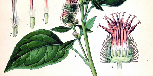 Particolare di una tavola illustrativa tratta da un antico erbario. Su sfondo bianco, vediamo stelo, foglie ed infiorescenza di una pianta, con immagini ingrandite dell'infiorescenza e dei "fiorellini" che la compongono, in diversi stadi di crescita. L'infiorescenza è di colore roseo.