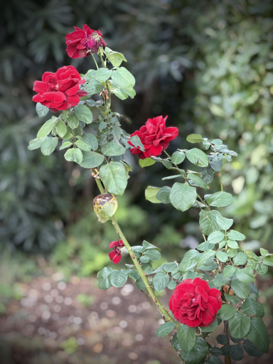 Rose rose rosse  con foglie verdi.