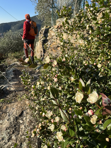 La foto rappresenta una scena di montagna in un giorno di sole. Sulla destra, un cespuglio verde con dei fiori bianchi appena sbocciati nella parte centrale il sentiero in fondo al quale si vede una persona con un abbigliamento da montagna le bacchette in mano, vestita di colori caldi: arancio e rosso, ha una specie di cappello in testa. In lontananza e a completare la foto si vede un panorama di monti con alberi sempreverdi 